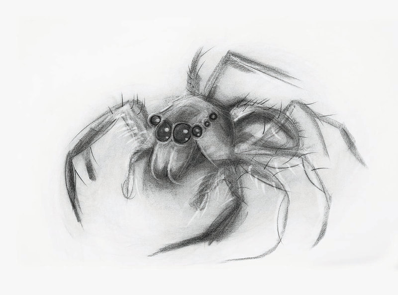 charcoal spider